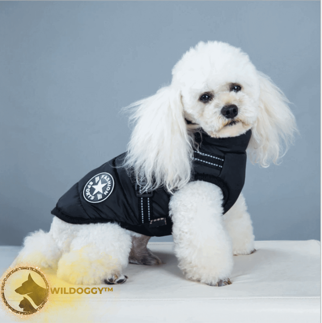 Dog jacket with clearance harness