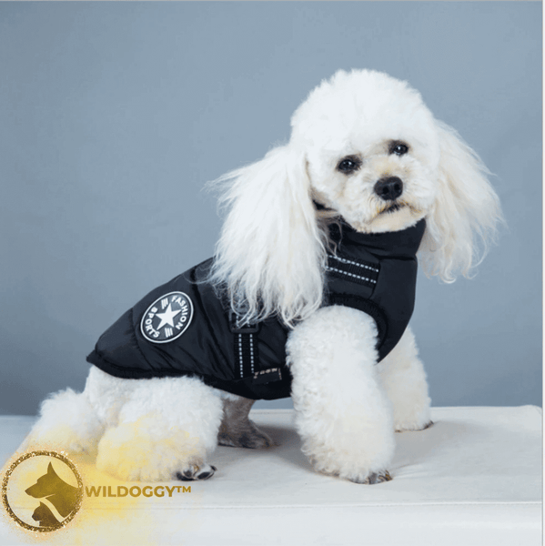 Ecofriendly Dog Gear for Winter